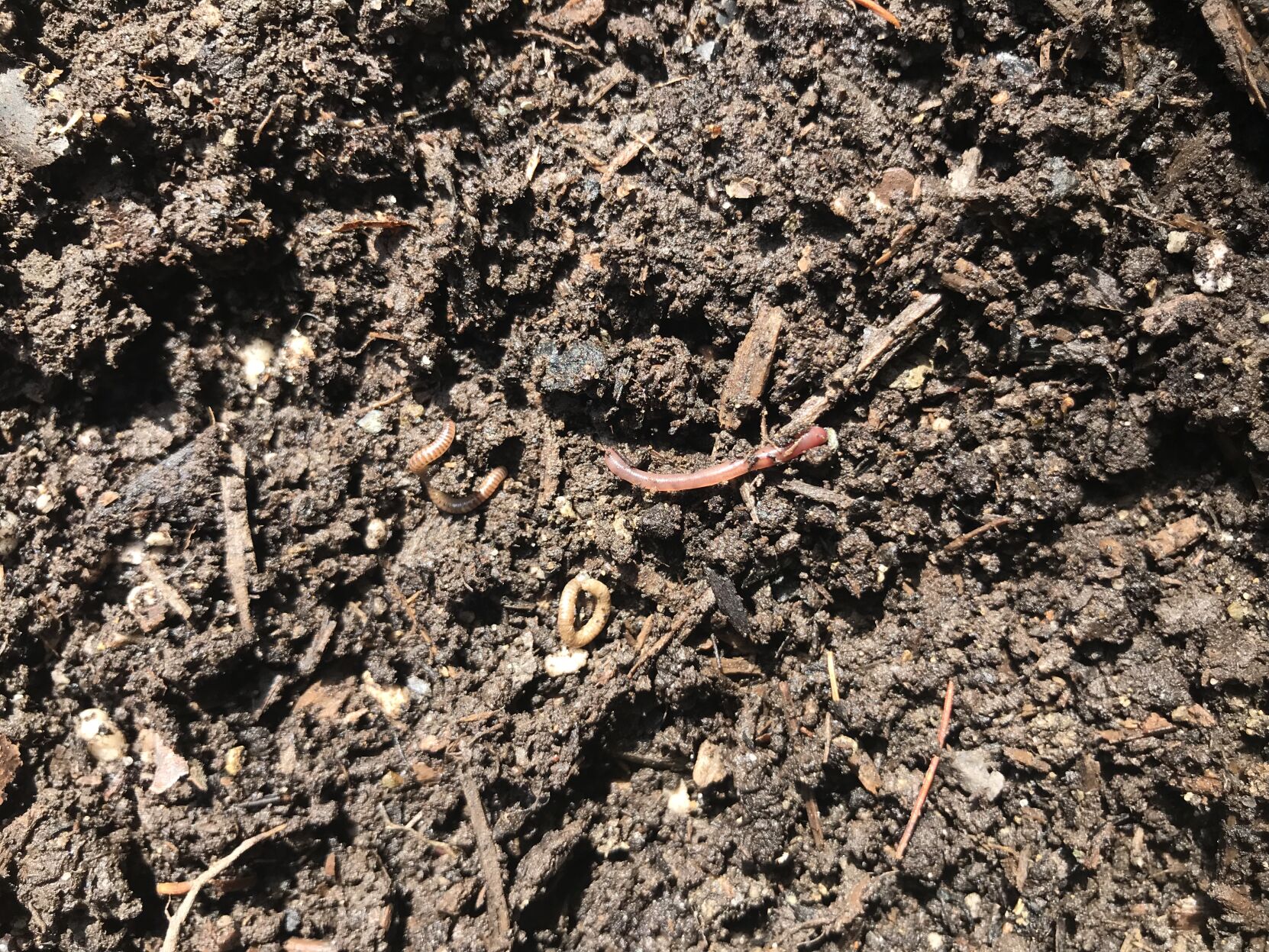 HG master gardener Jumping worm hatchlings_Knauss S15 2.jpg